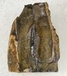Triceratops Shed Tooth - Montana #20392-1